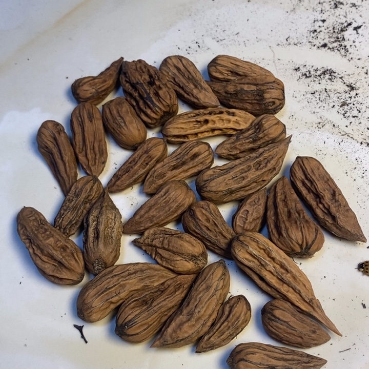 吊坠文玩核桃东北特产233