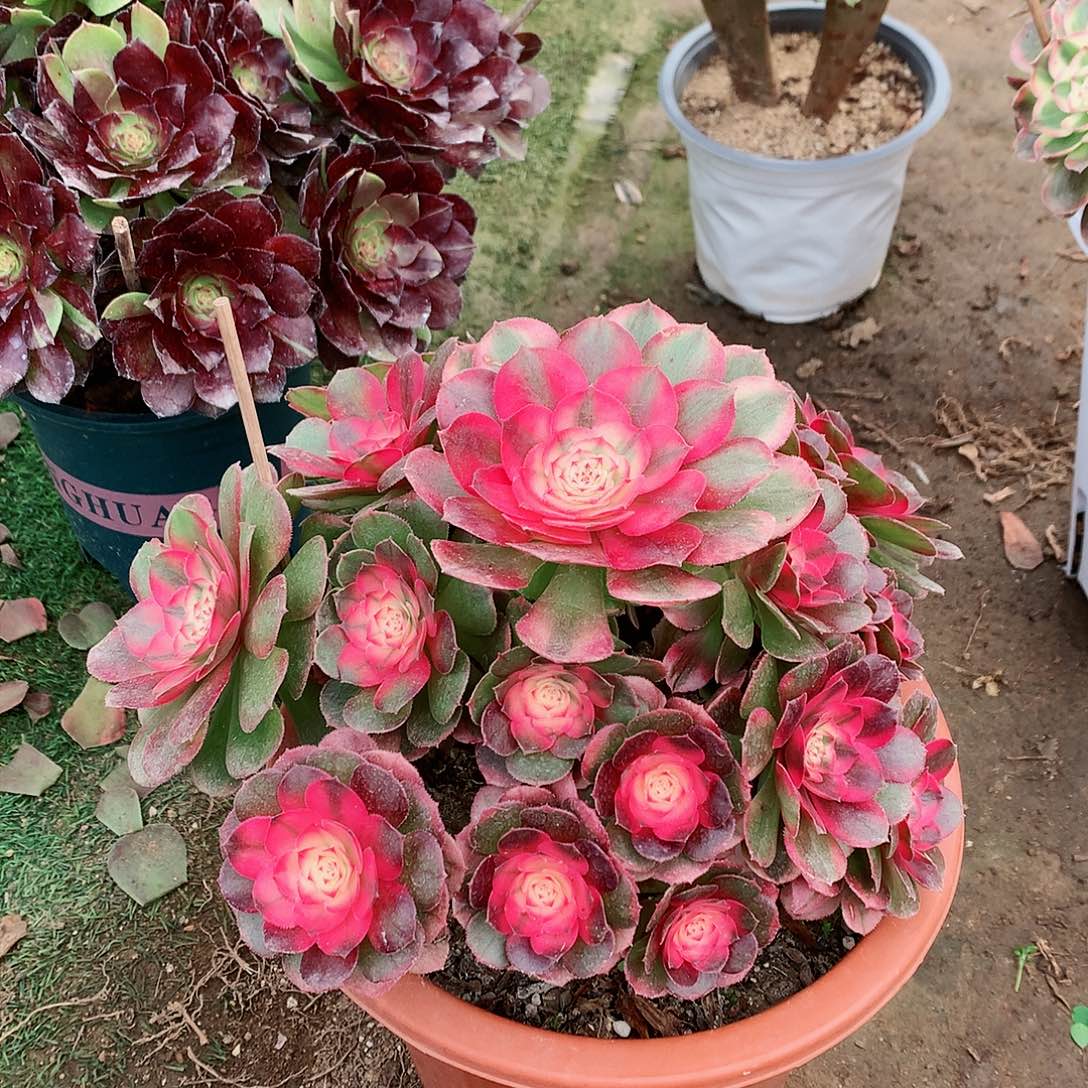 【闪购商品】俩*贝荔枝，多肉