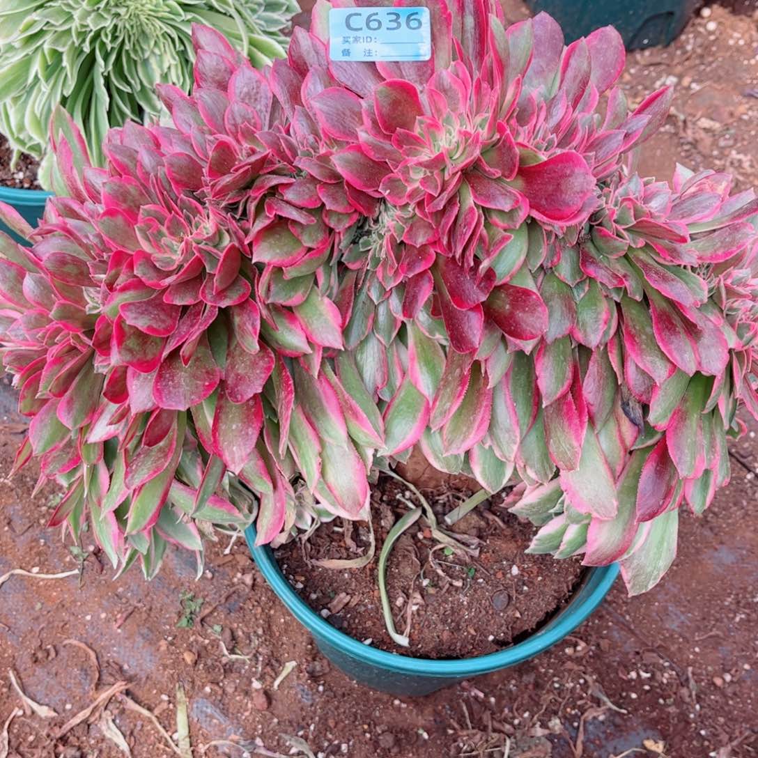 多肉植物636女郎