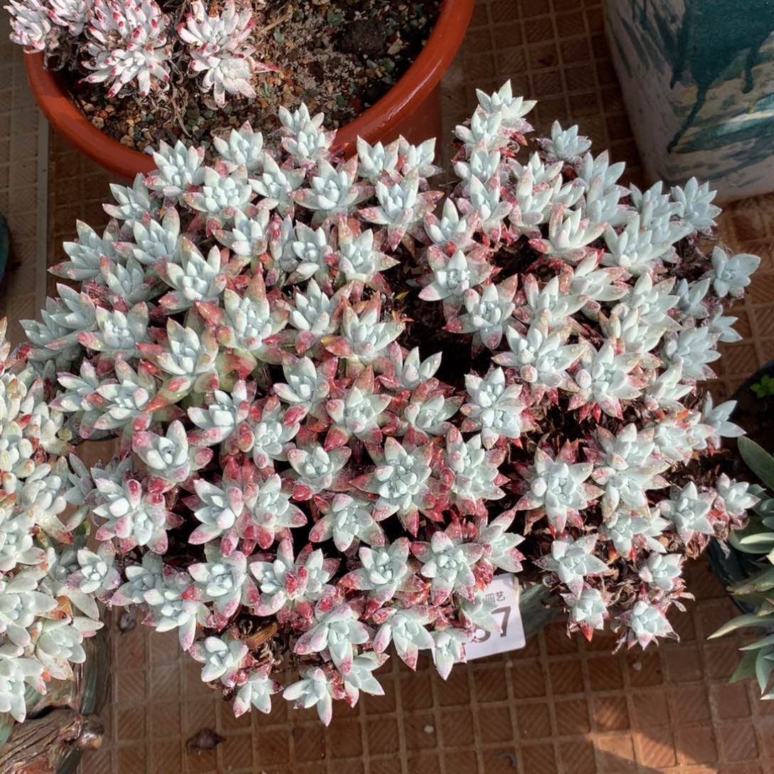 白菊杂037多肉植物