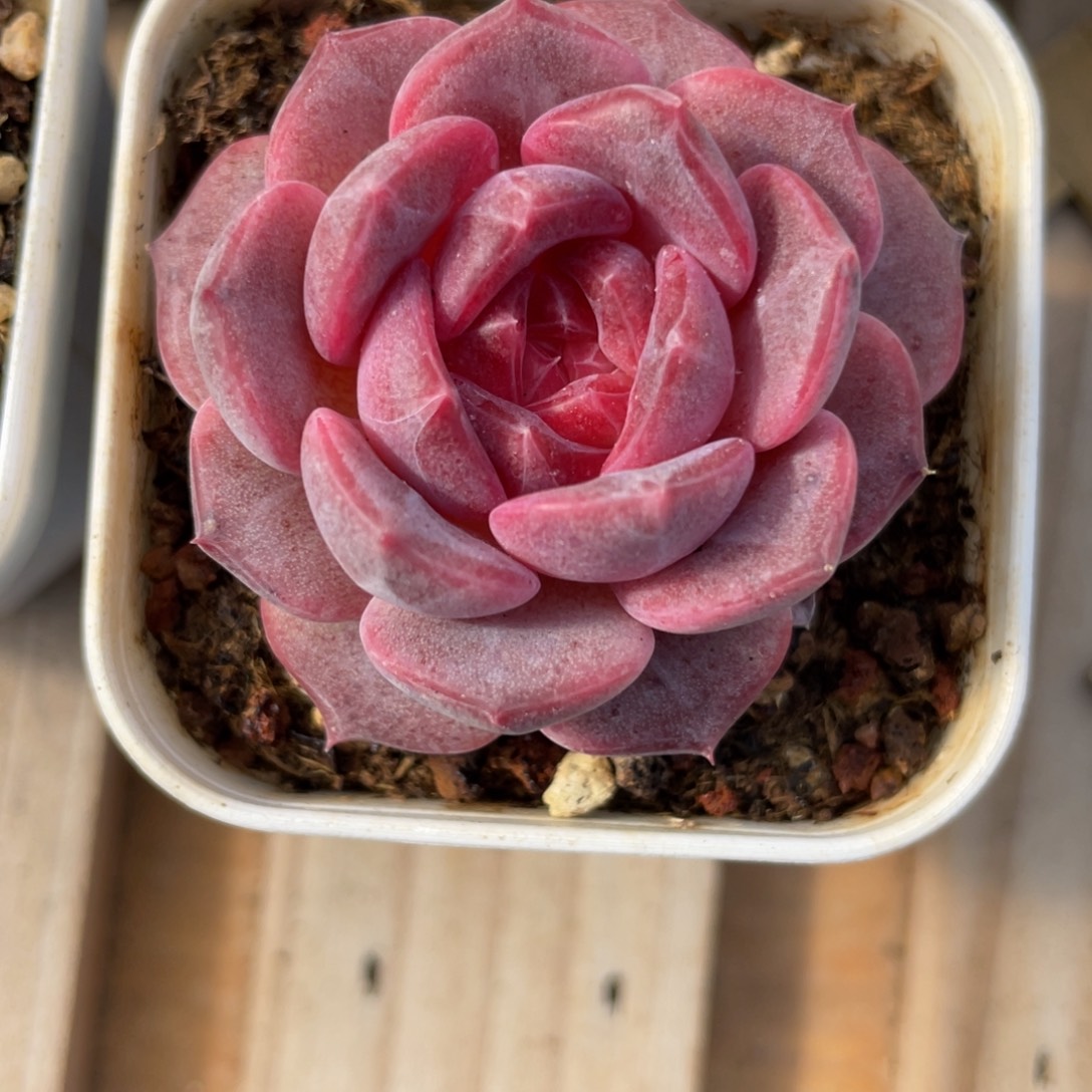 Z1972优选基因琥珀4.5cm