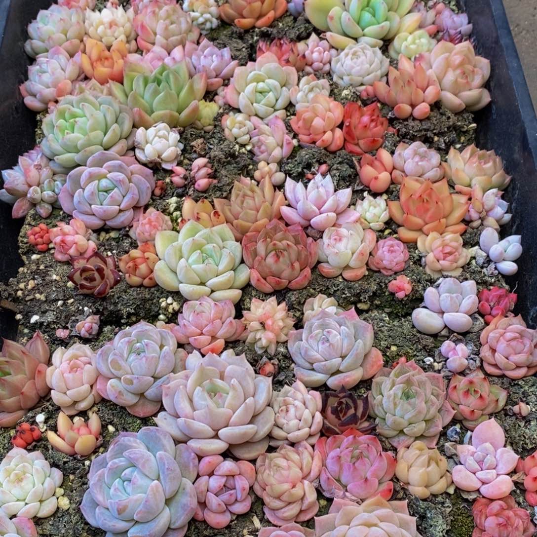 499的人生态度就是这样