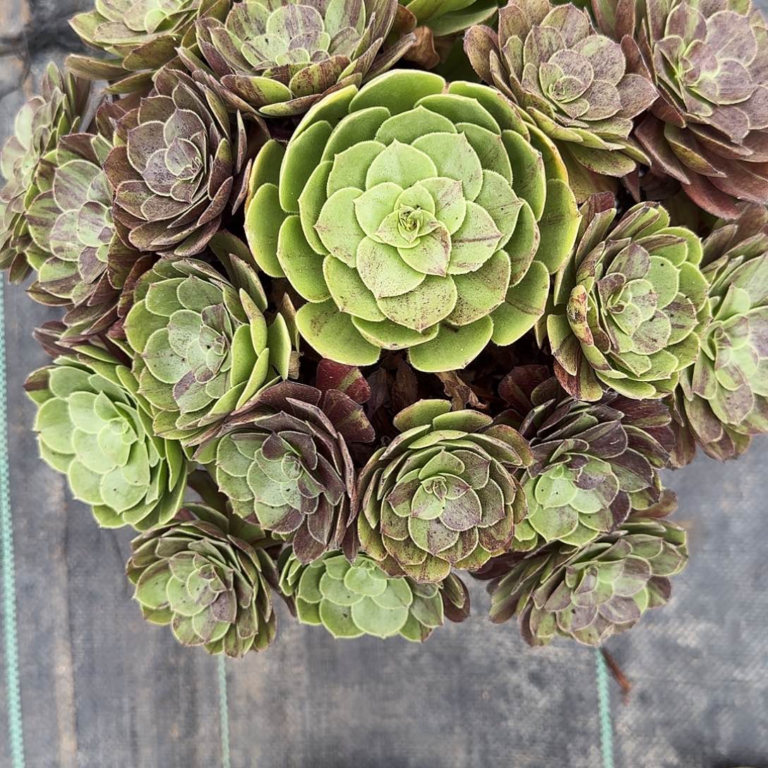 小***晓小晓姐花月夜58福利分裤裤