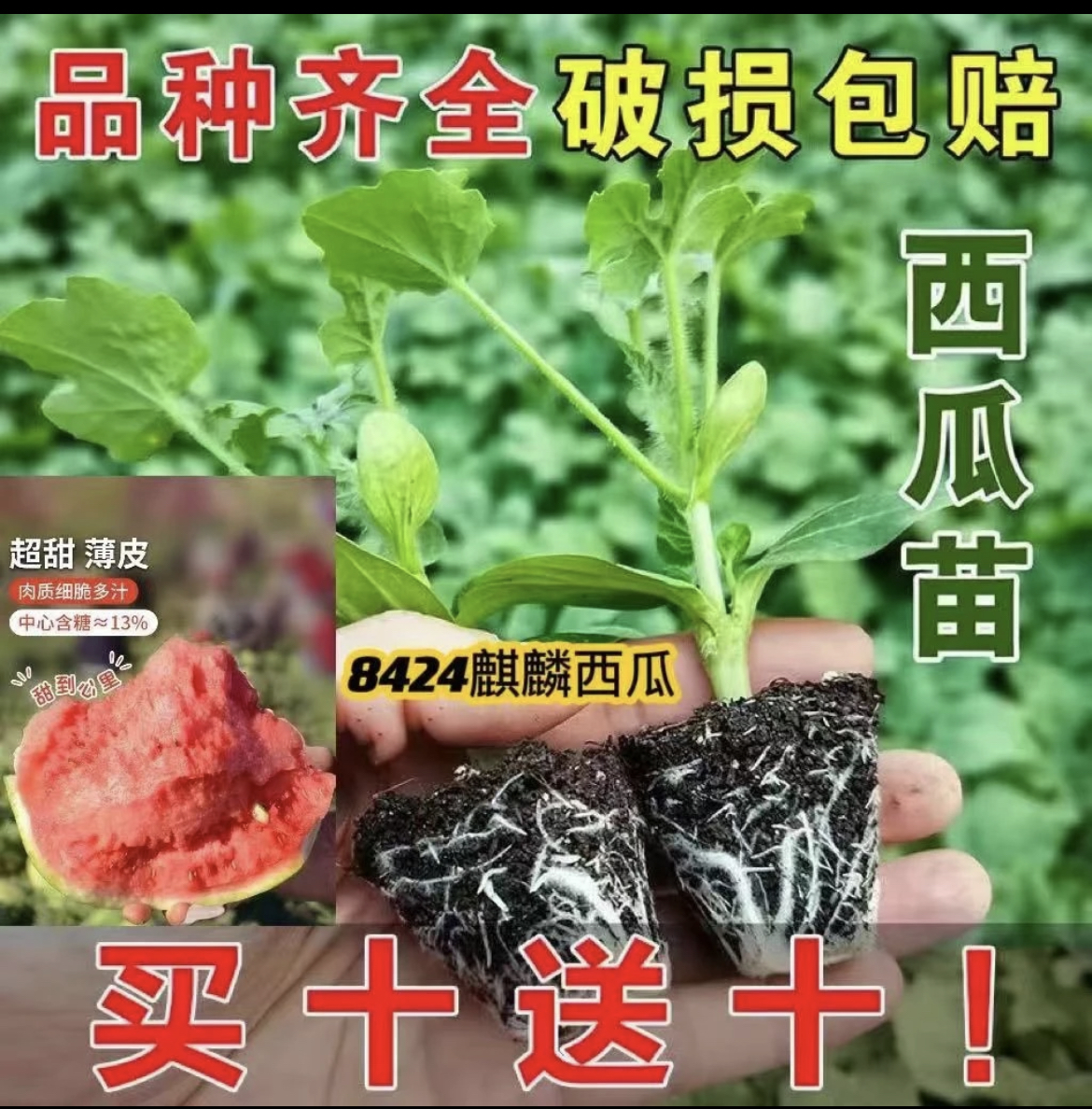西瓜苗8424麒麟美都羊角蜜绿宝石甜瓜哈密瓜