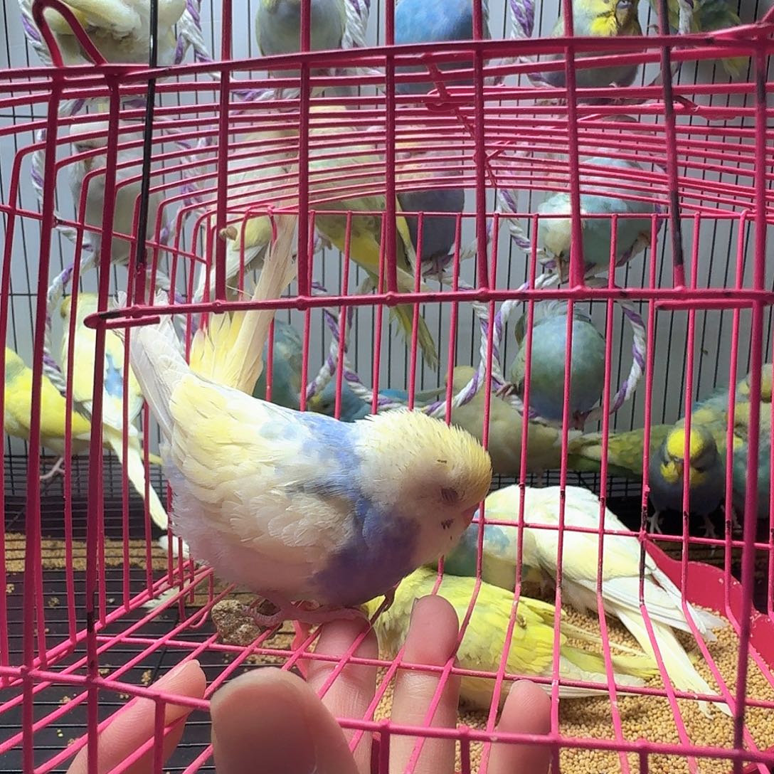 虎皮鹦鹉金彩一只