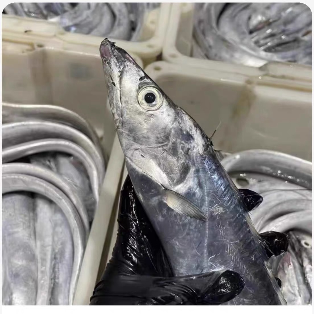 【特大】冷水油带鱼8两-1斤/条无破肚无冰衣 共5斤6条 顺丰冷链