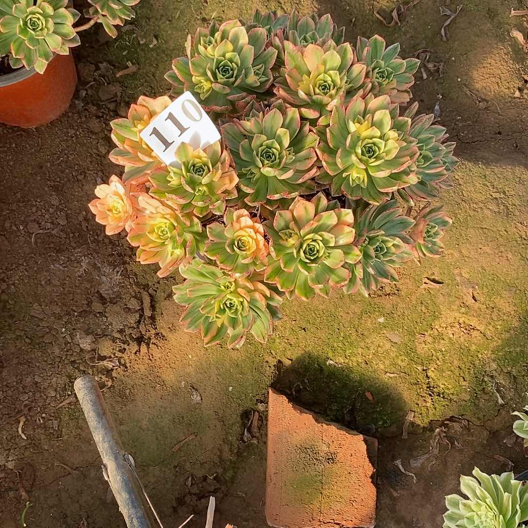 甜茶锦110多肉法师