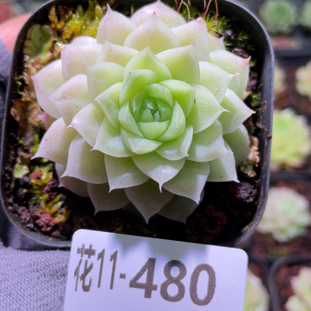 花利美11-480麦秆