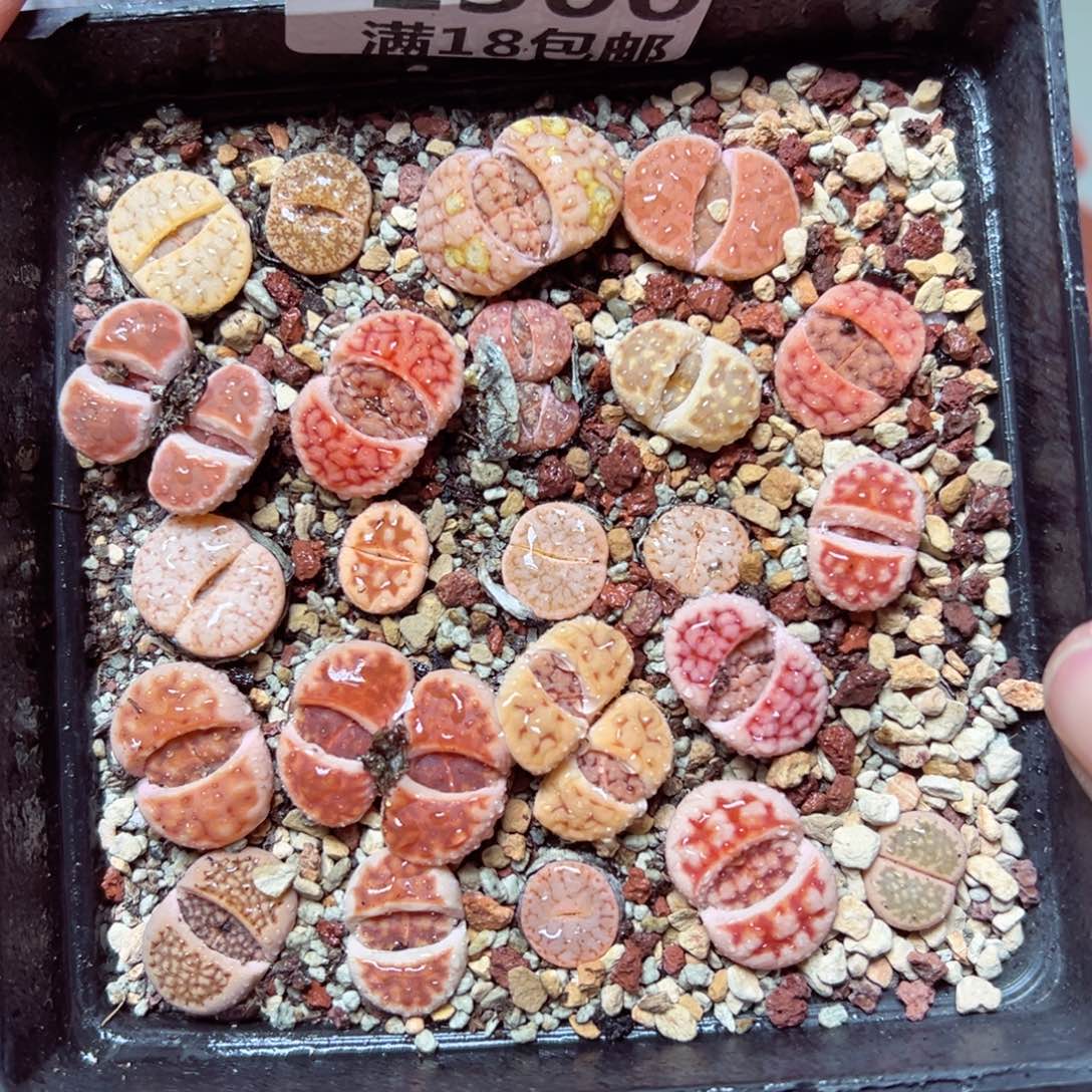 【闪购商品】1300…… 