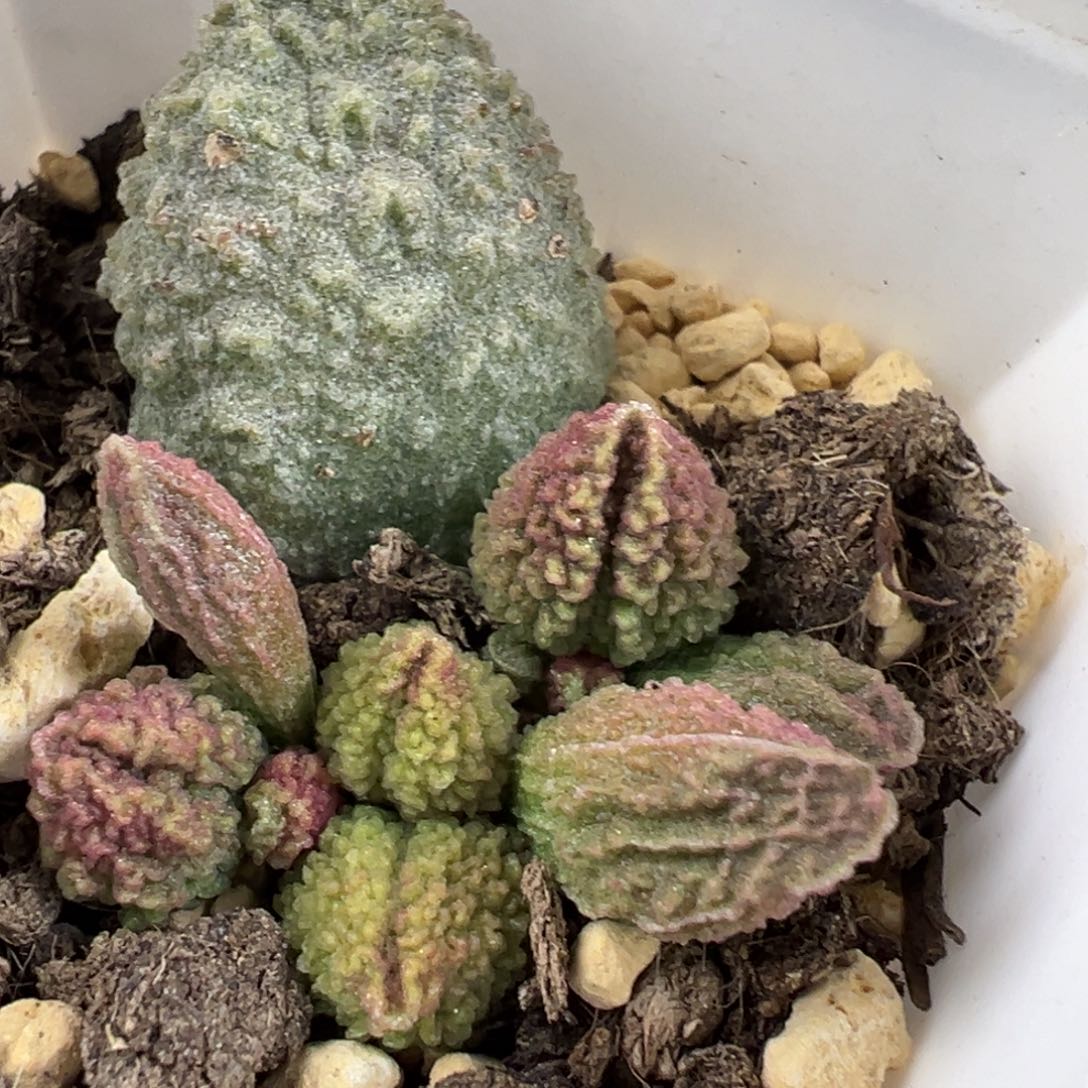 实生底叶苗纹路款多肉植物水泡