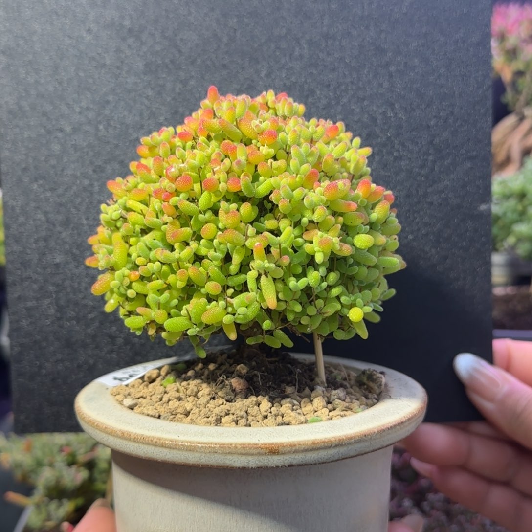 dy1054蜜橘蘑菇头直杆冠幅8.5cm带盆