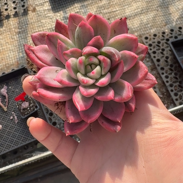 铃***子鹰嘴红锦一物一拍