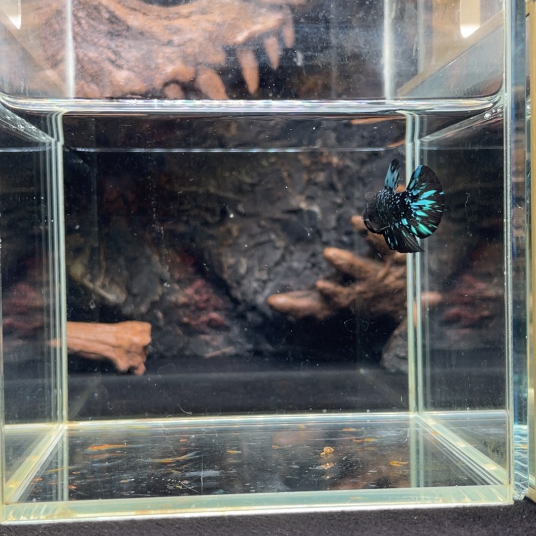 斗鱼十二月三日竞价