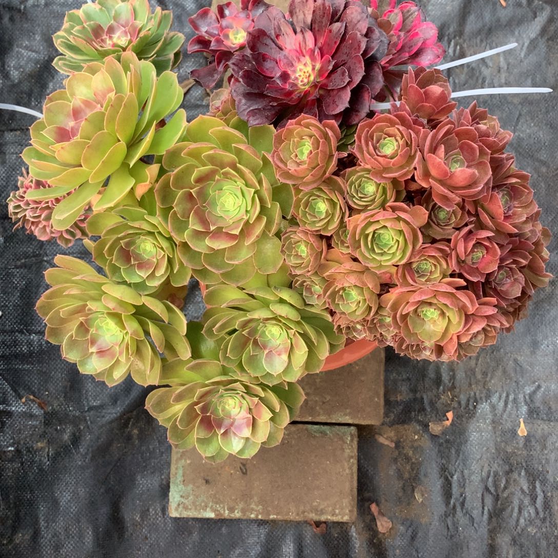 嫁接五彩万缀，多肉植物