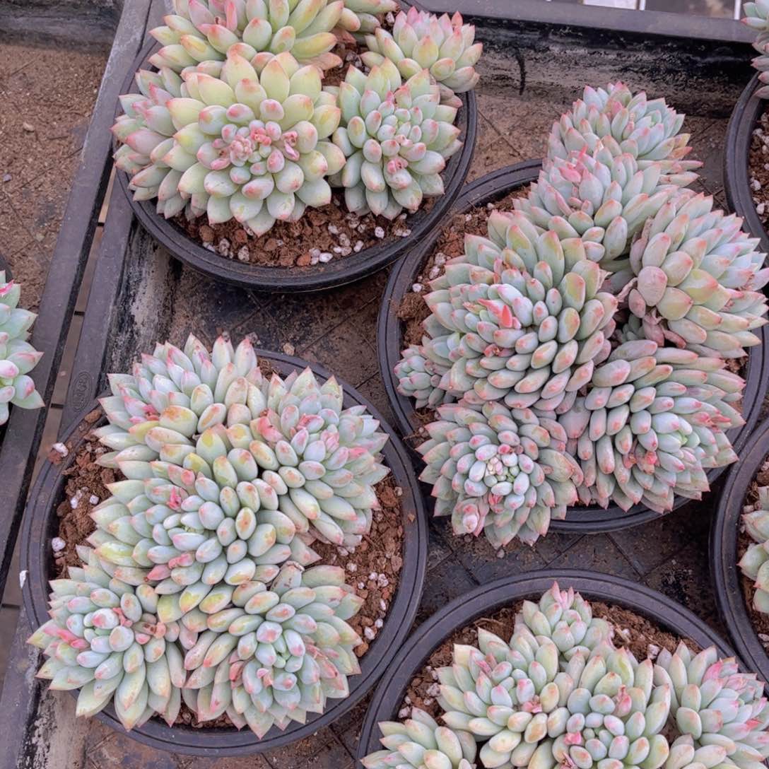 所罗门ＳＰ一颗托土发货