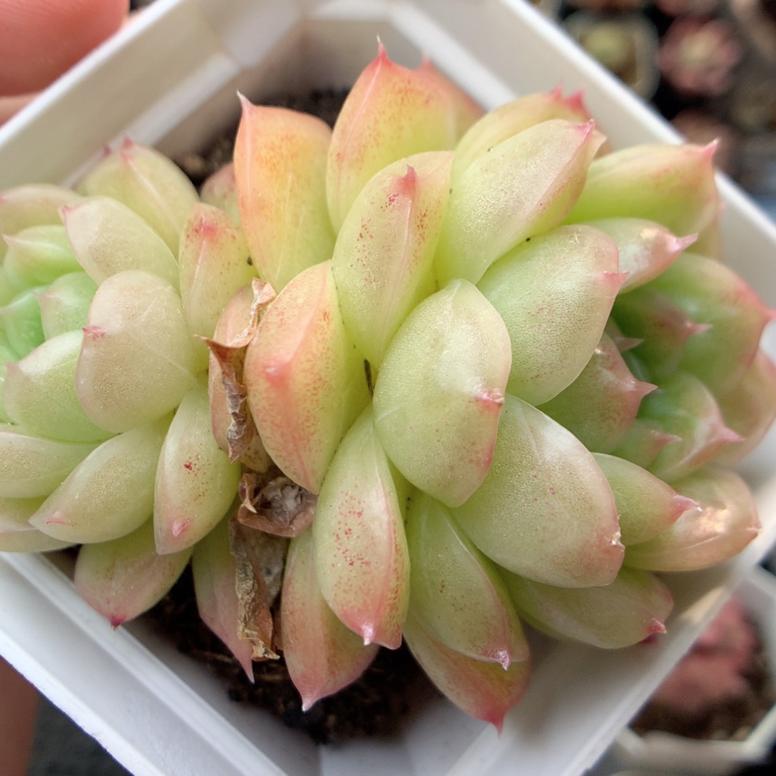 G99 ，20包邮两天凑单偏远不发货