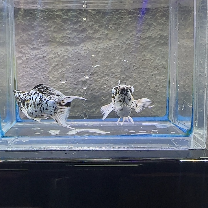 孔雀鱼五彩奶牛。16号