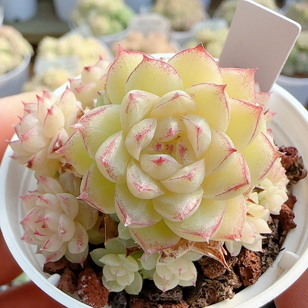 1202-52（m1-317）专拍