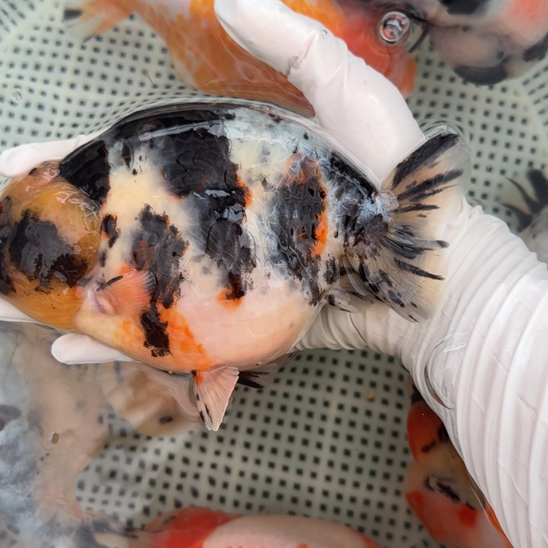 金鱼大体兰寿缎带水墨