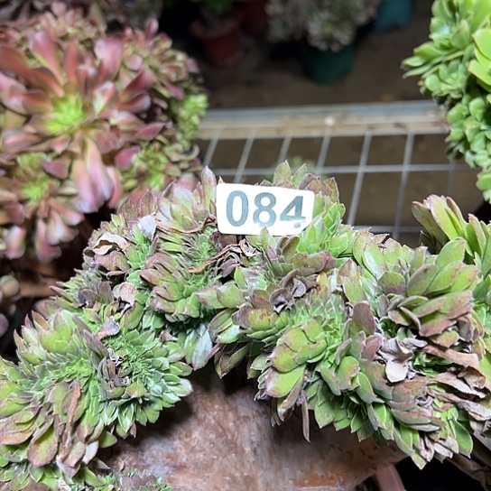 一***云多肉植物一个微瑕万追084