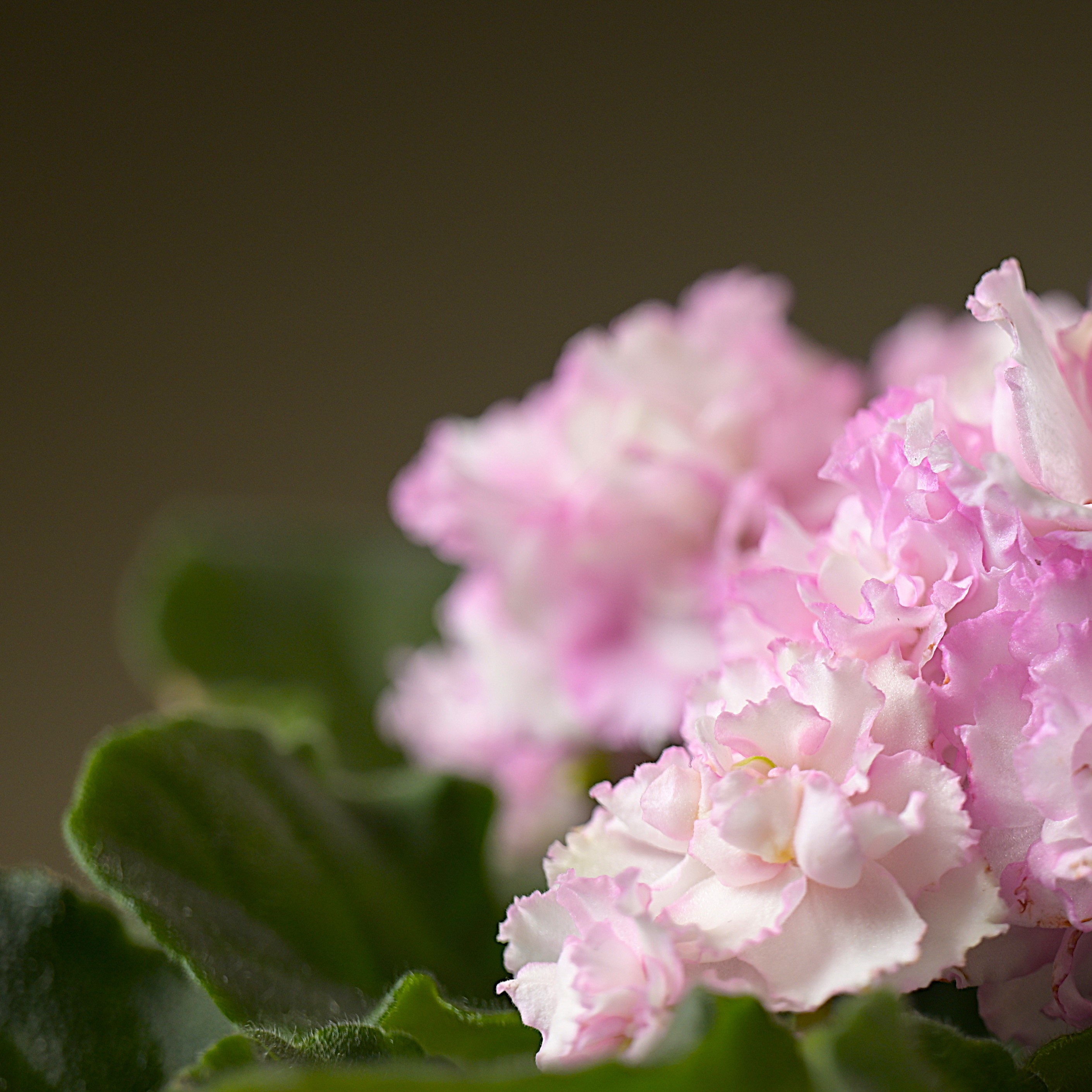 花簪  标准款9.5cm盆 非洲堇紫罗兰 室内四季开花 多年生常绿草本