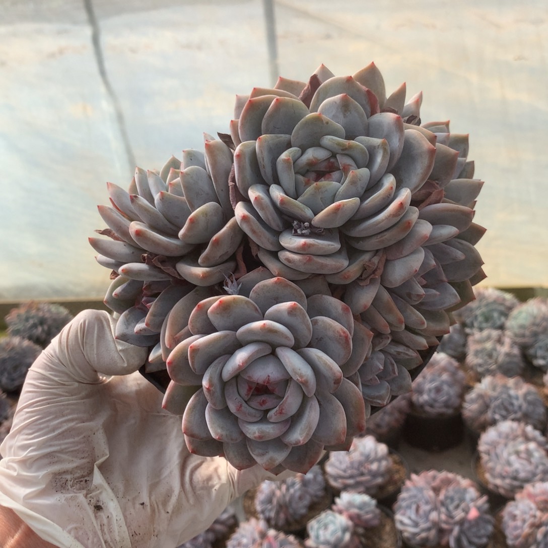 无花朵韵姐哈哈哈哈哈哈哈哈