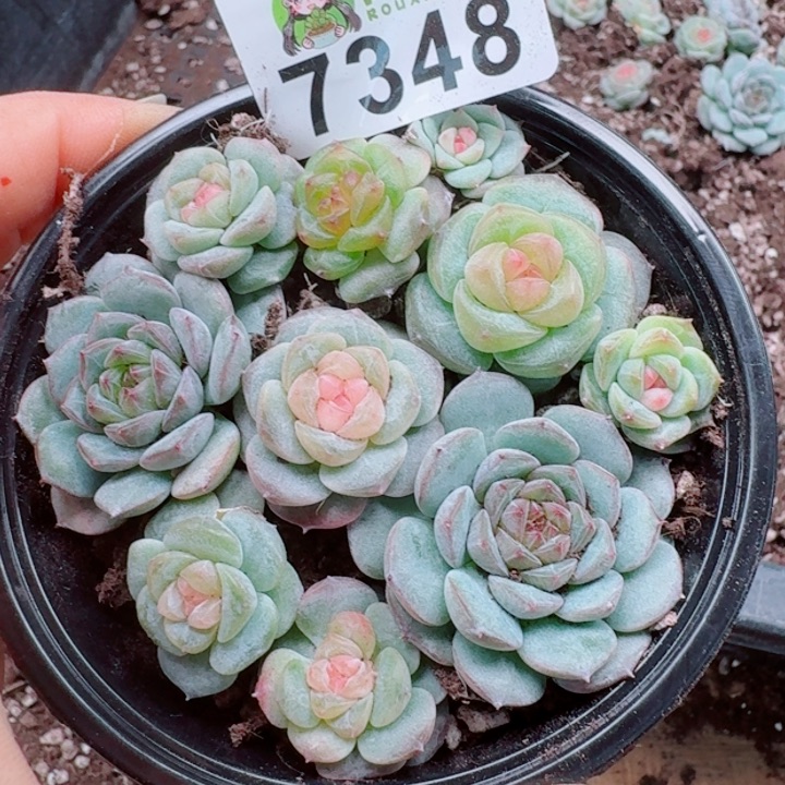 多肉植物多肉植物