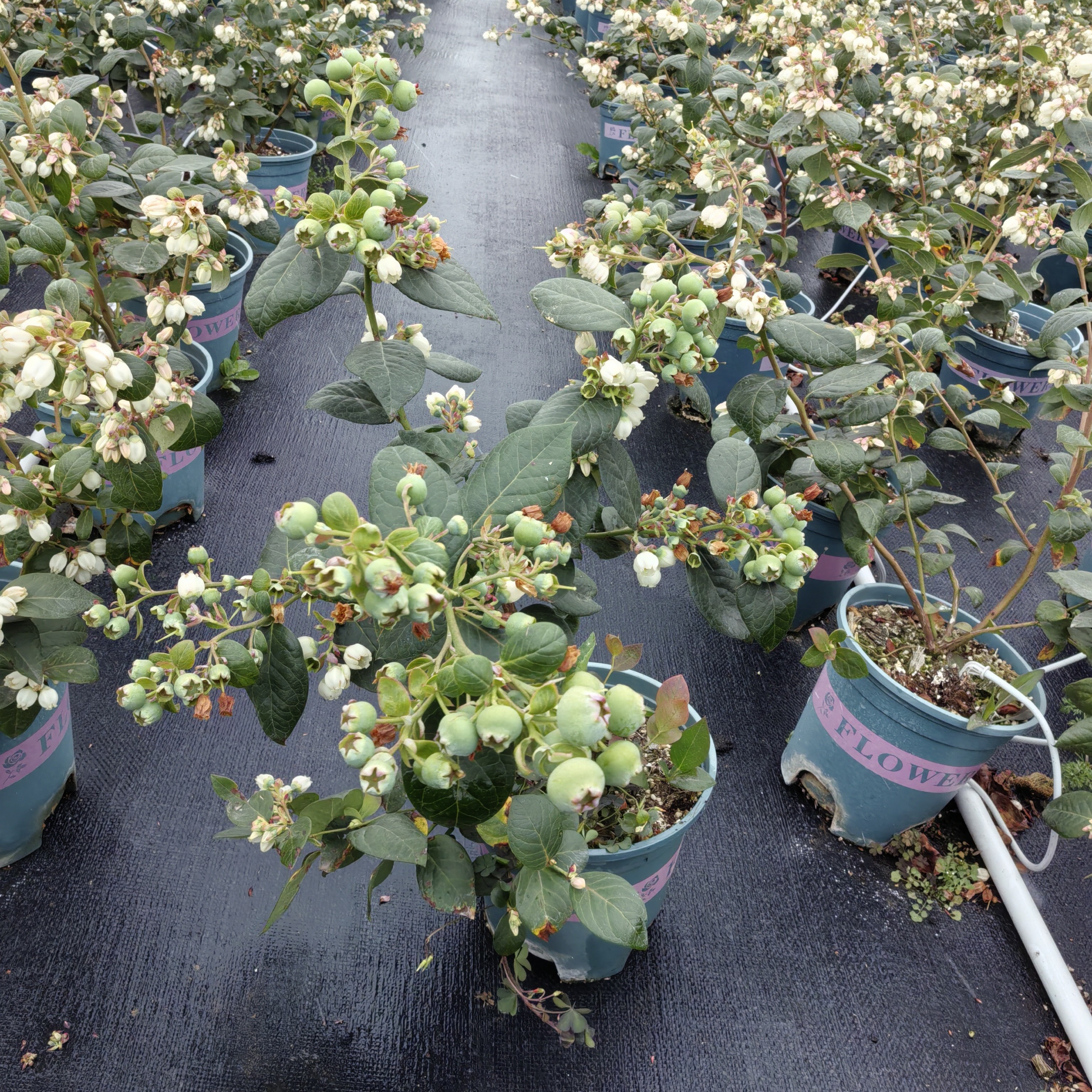 瓶盖蓝莓（42）原盆原土，带花带果，一物一拍