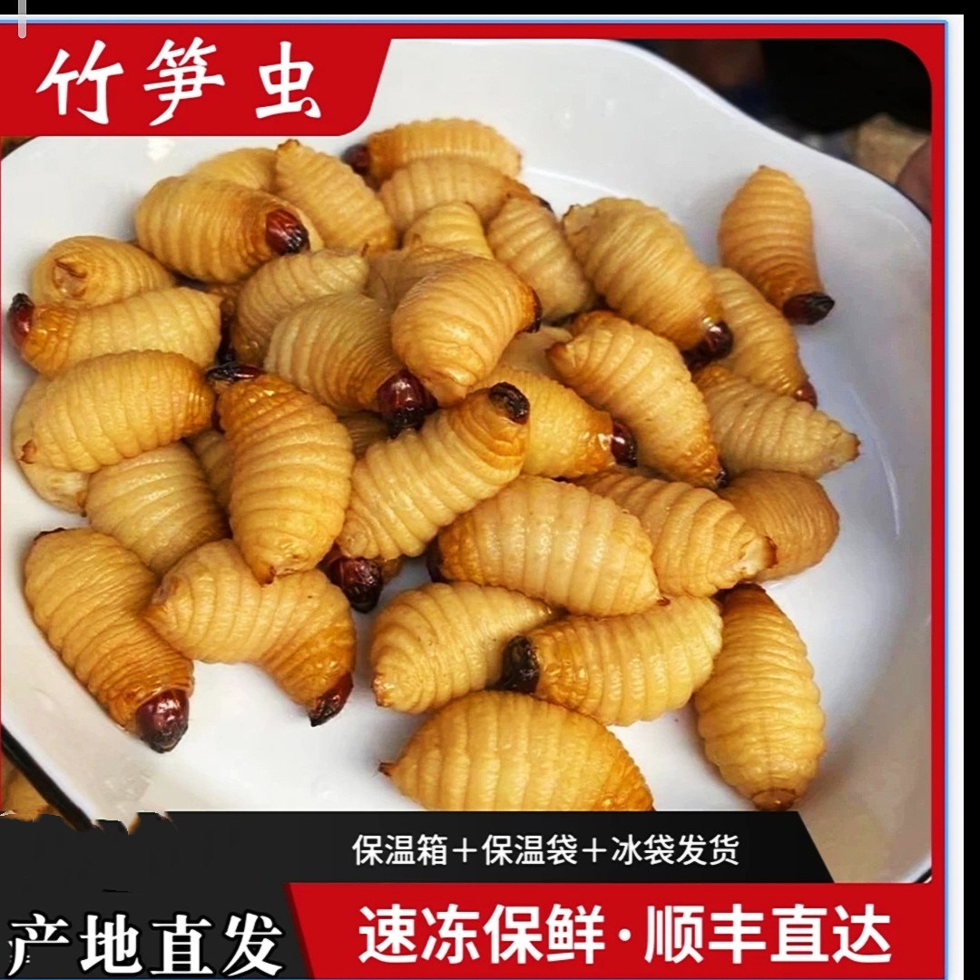 竹笋虫新鲜速冻竹蛹食用昆虫竹子虫椰子虫大竹蛆笋蛆笋子虫烧烤