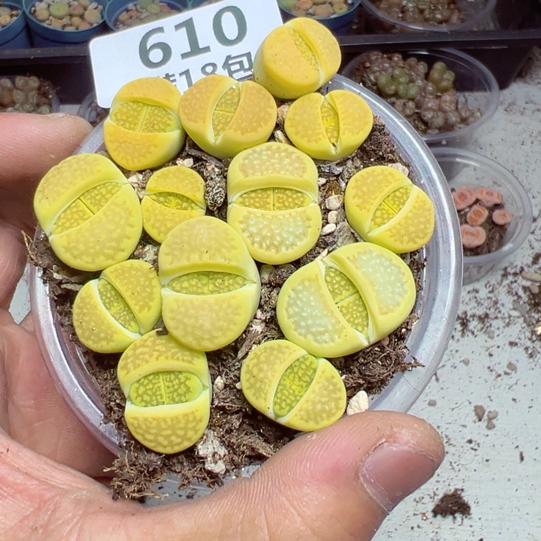 【闪购商品】 610。  