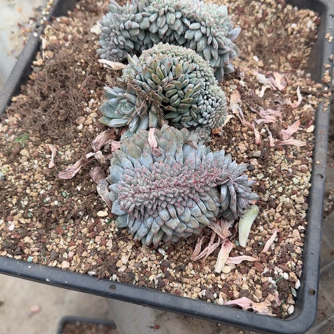 绿底紫心星影缀化3个