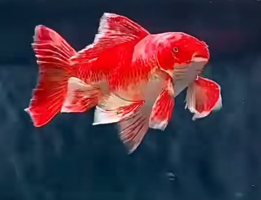 活动价红鱼蝴蝶鲤7-15公分