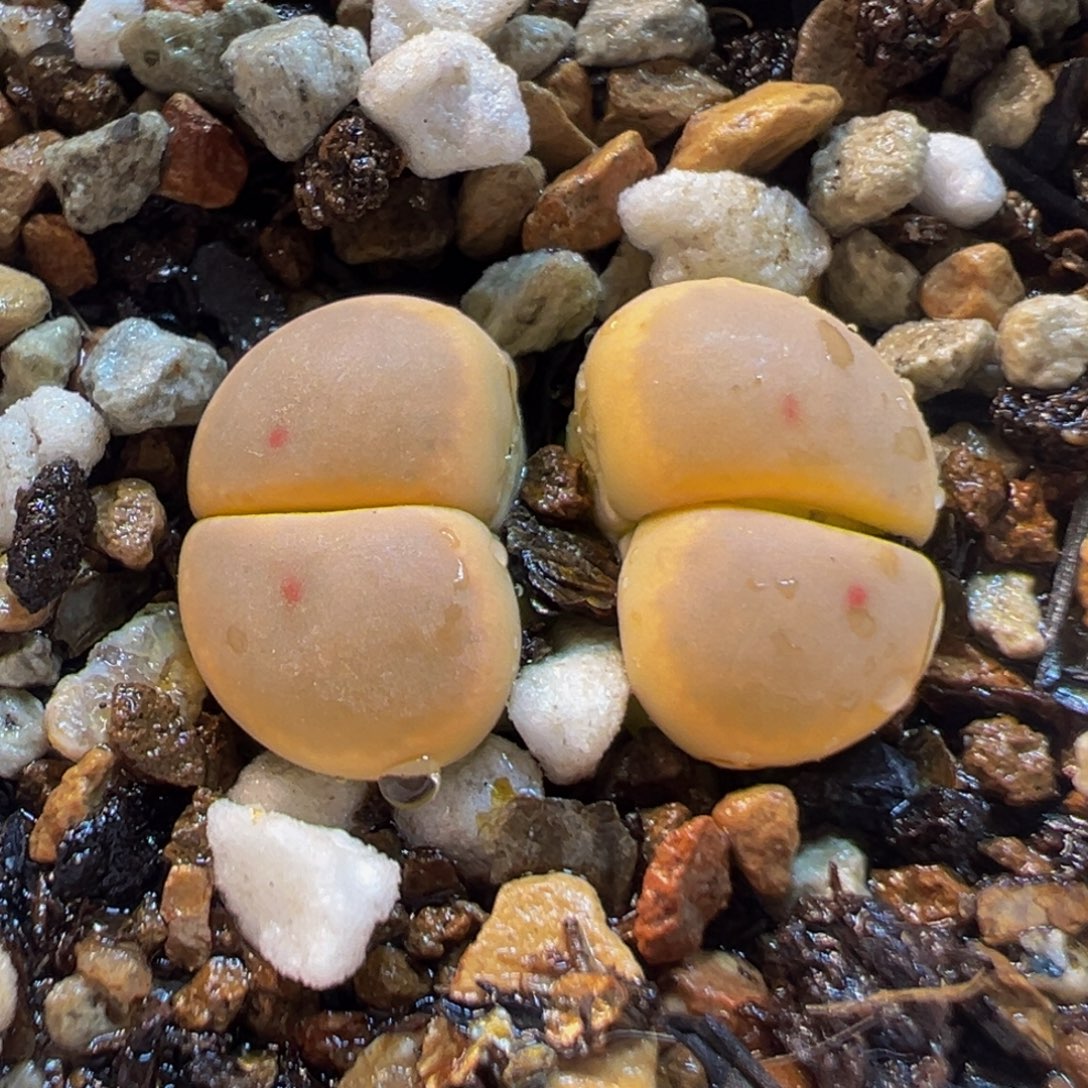081多肉植物种类多样
