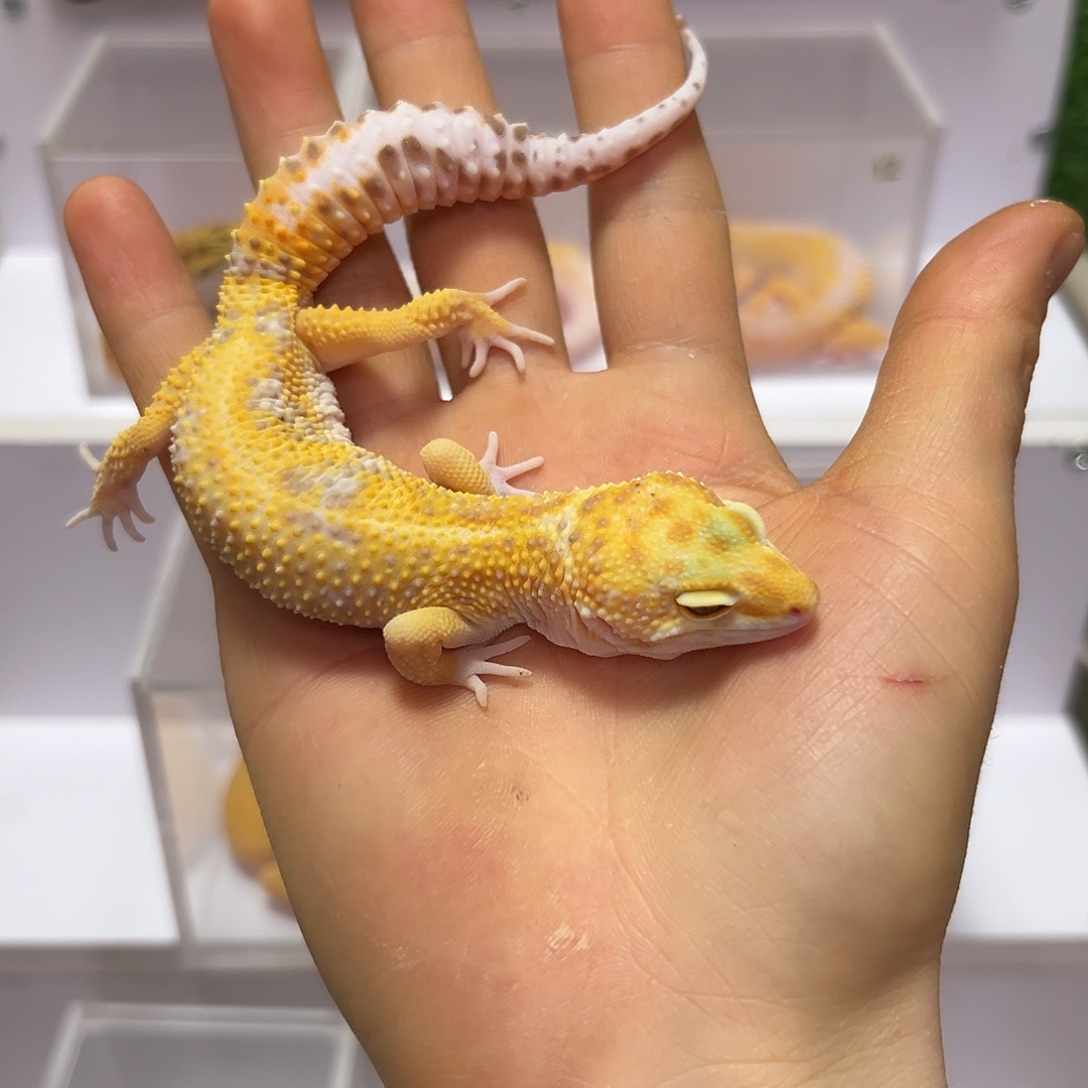 豹纹守宫豹纹守宫