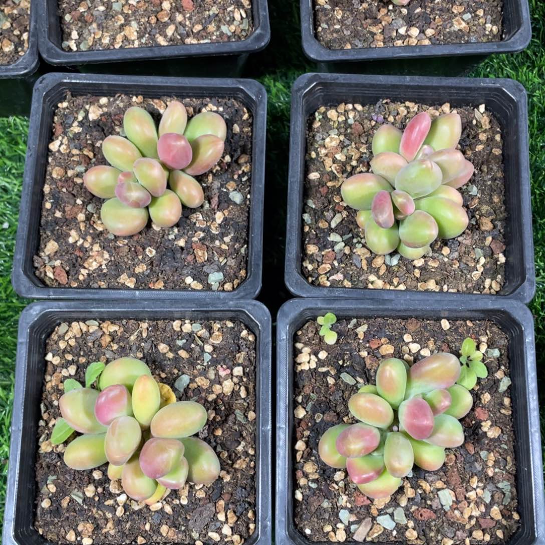 双头芒果奶1颗多肉植物