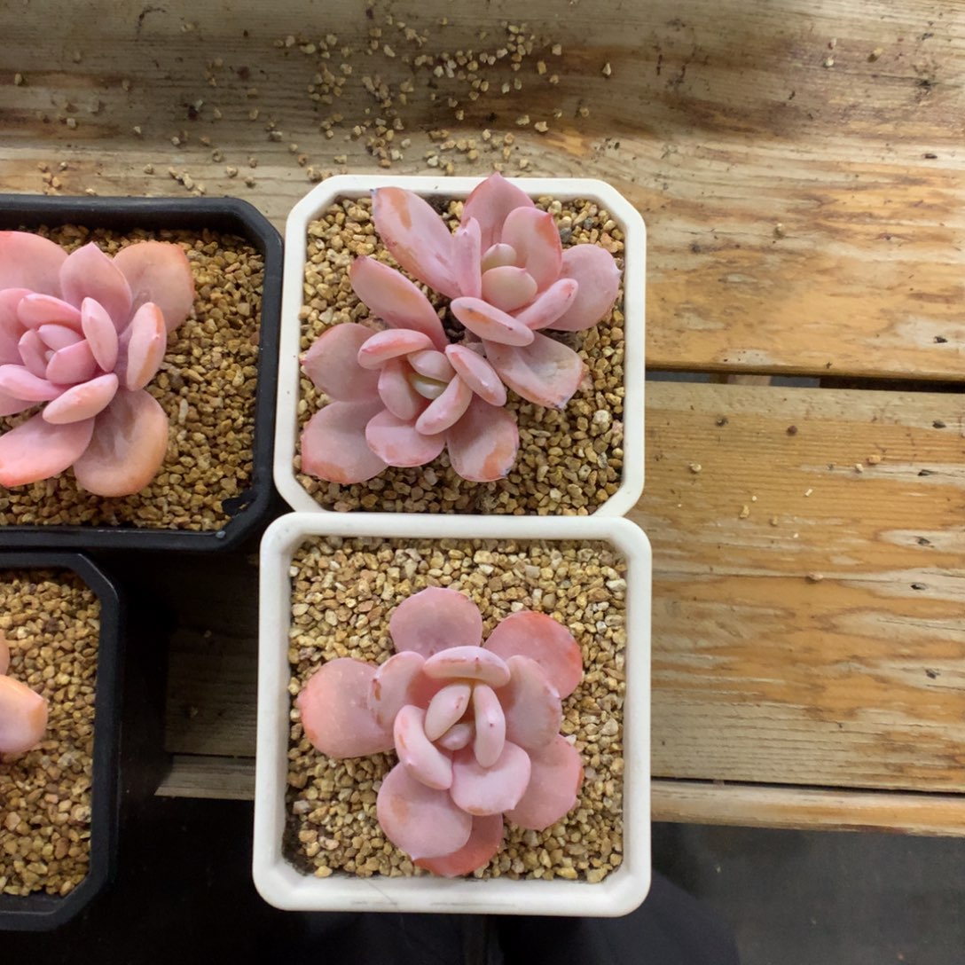 小***琳奶茶多肉植物两个