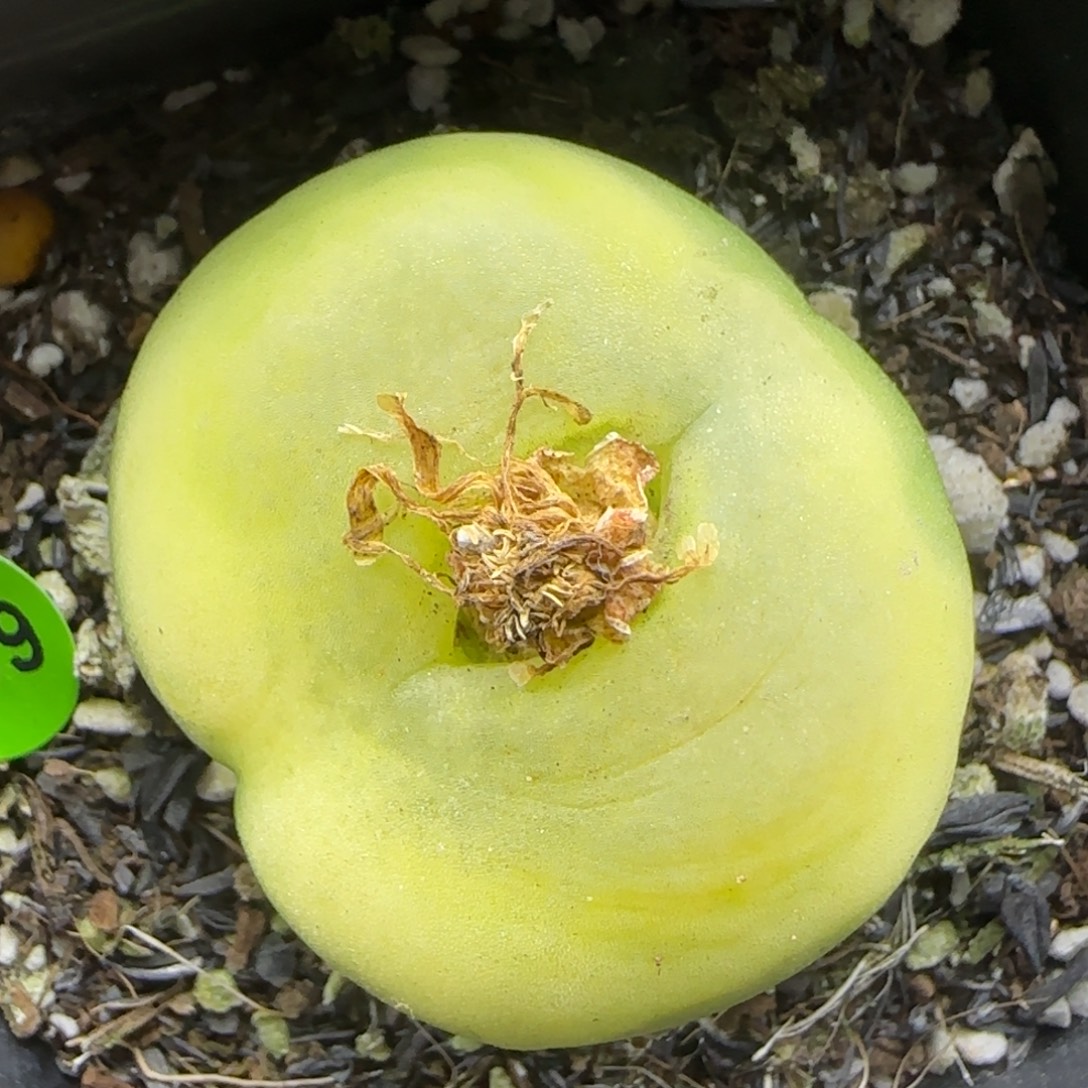 3.5+漂亮多肉植物709