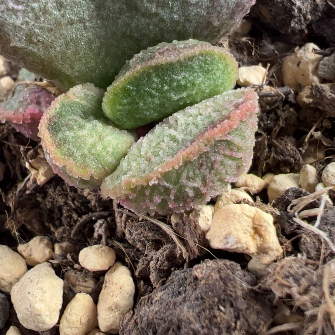 实生新品多肉植物水泡