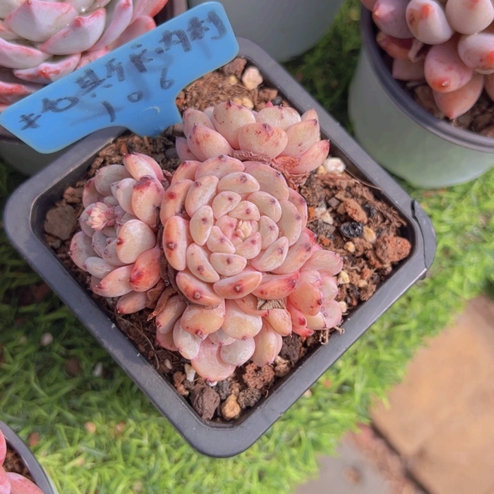 健健康康平平安安