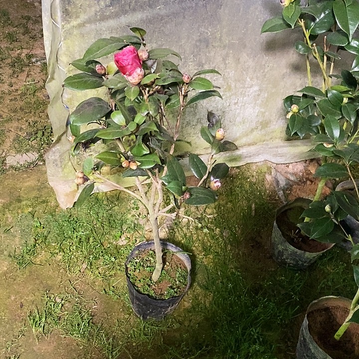 红贝。             029。   