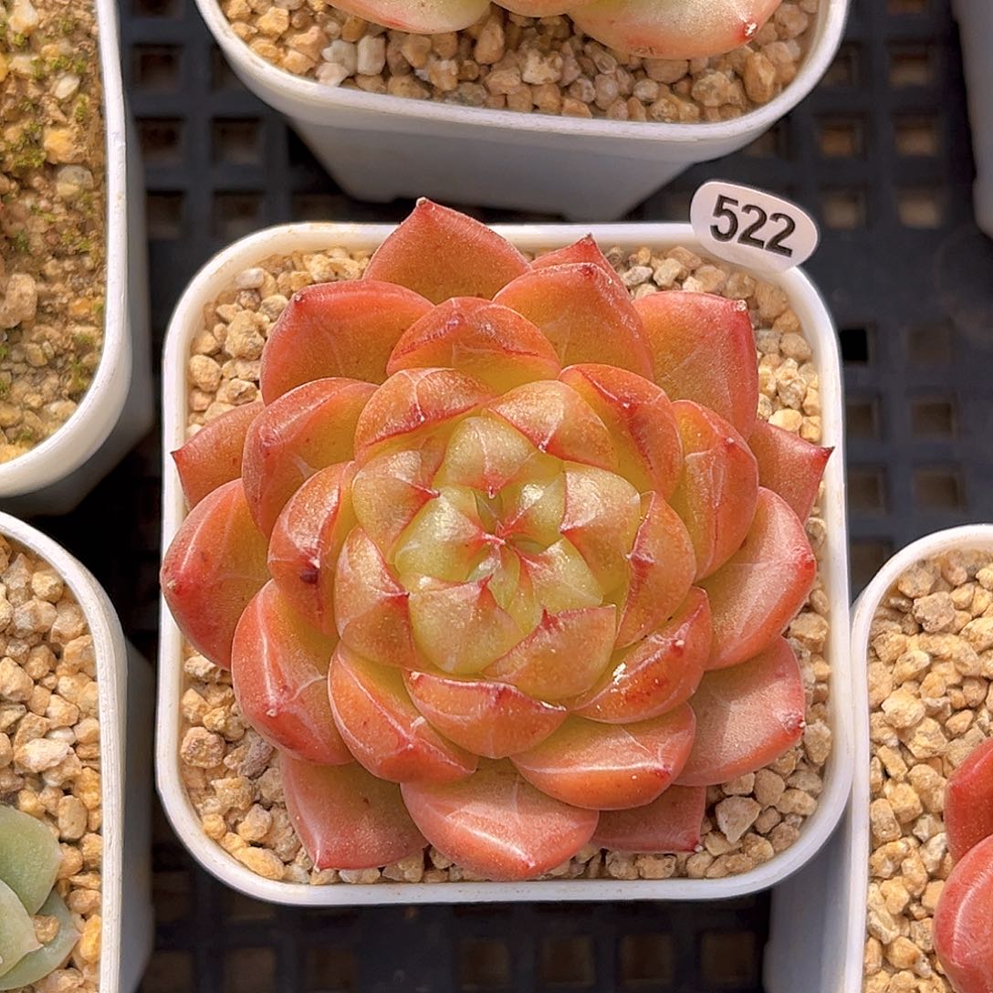 522 木桃珍妮多肉