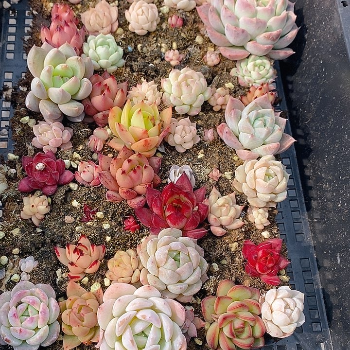 33 多肉植物盆栽花卉植物