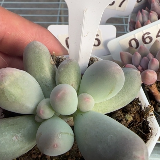 12米可奶一物一拍多肉