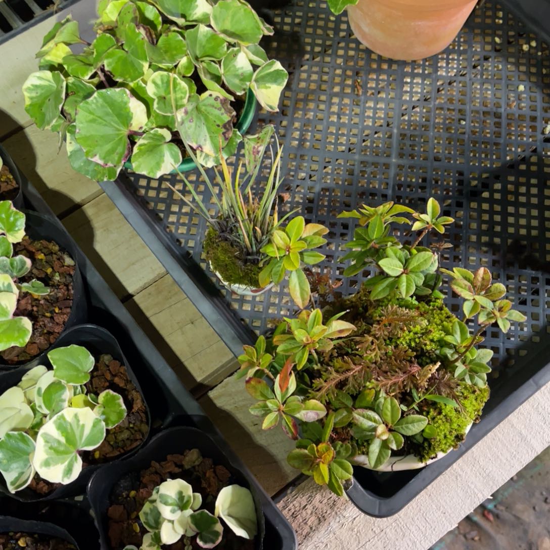 用***8完全开放盆栽植物