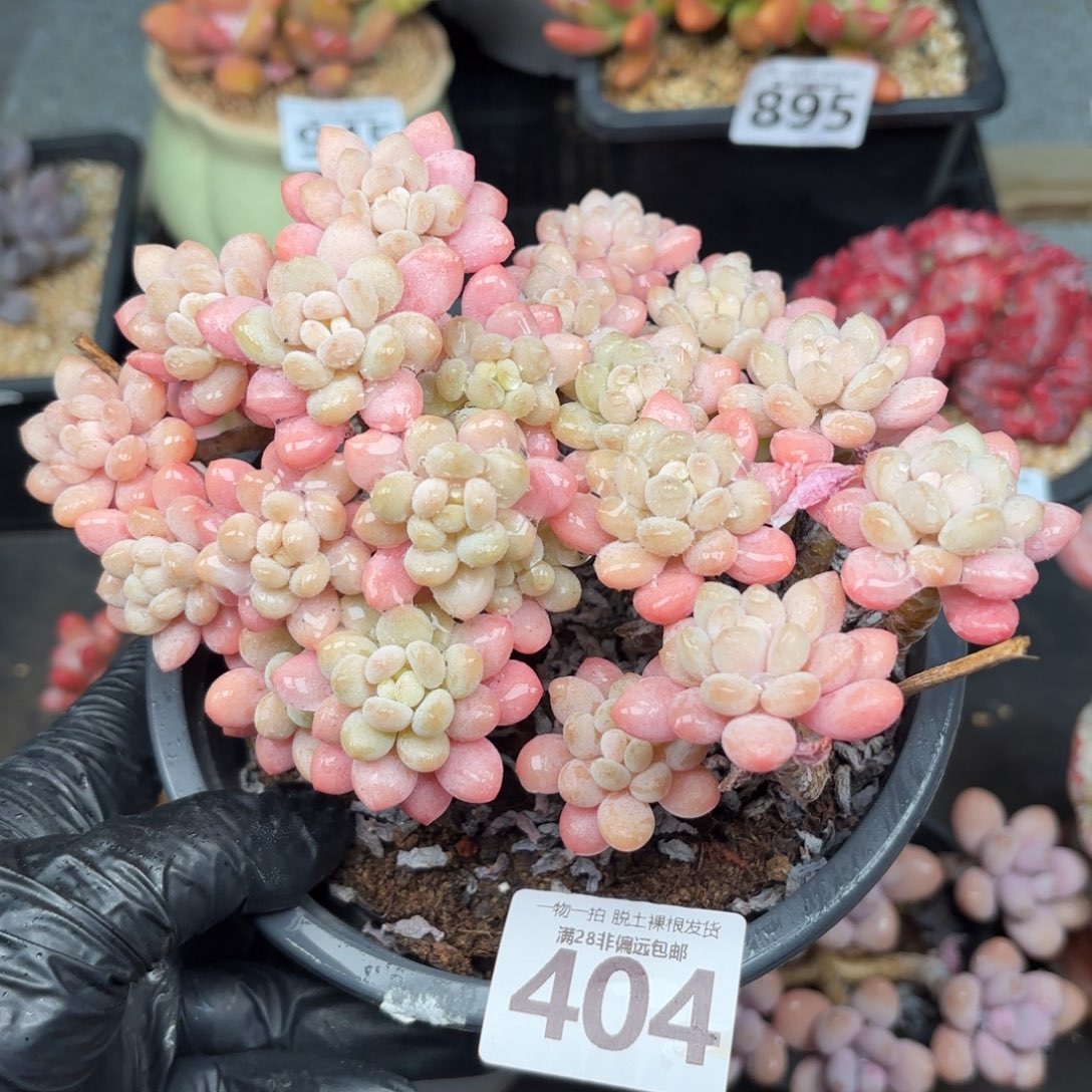 冰淇淋鱼子酱无盆土发货