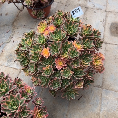 碧***⁷251甜茶朵朵多肉，