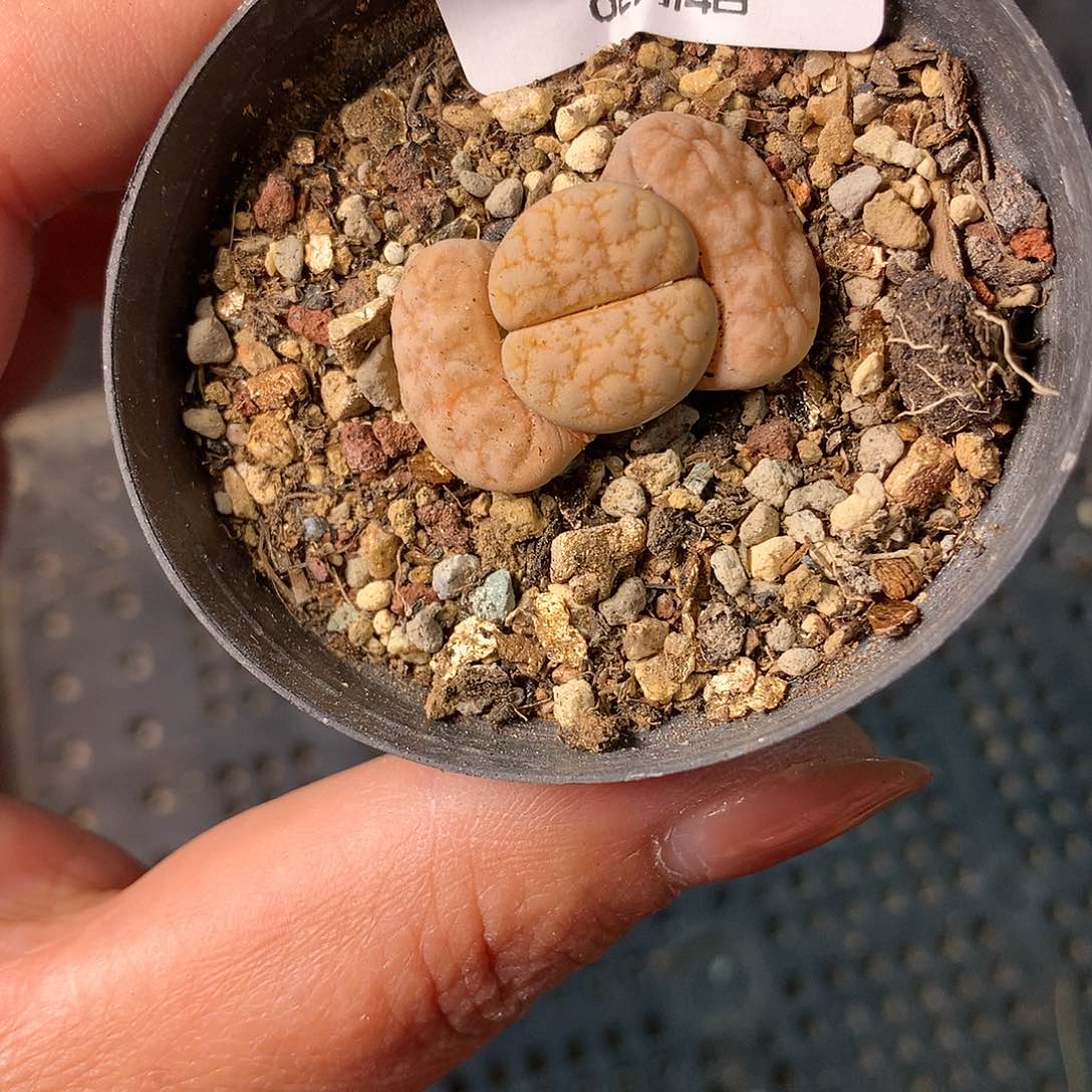 K442多肉植物保护研究所