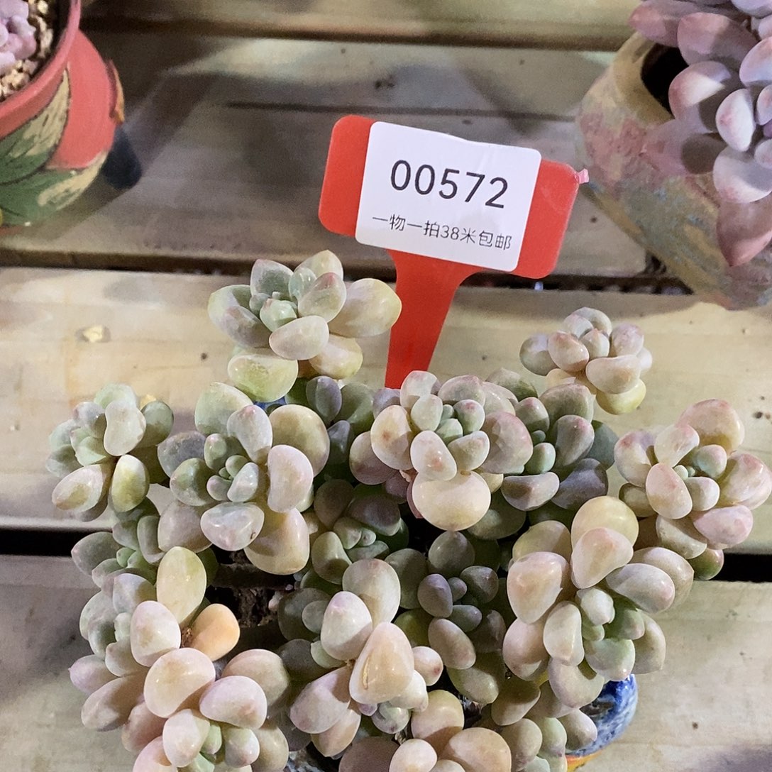 00572阿弗莱咯想我魔芋我