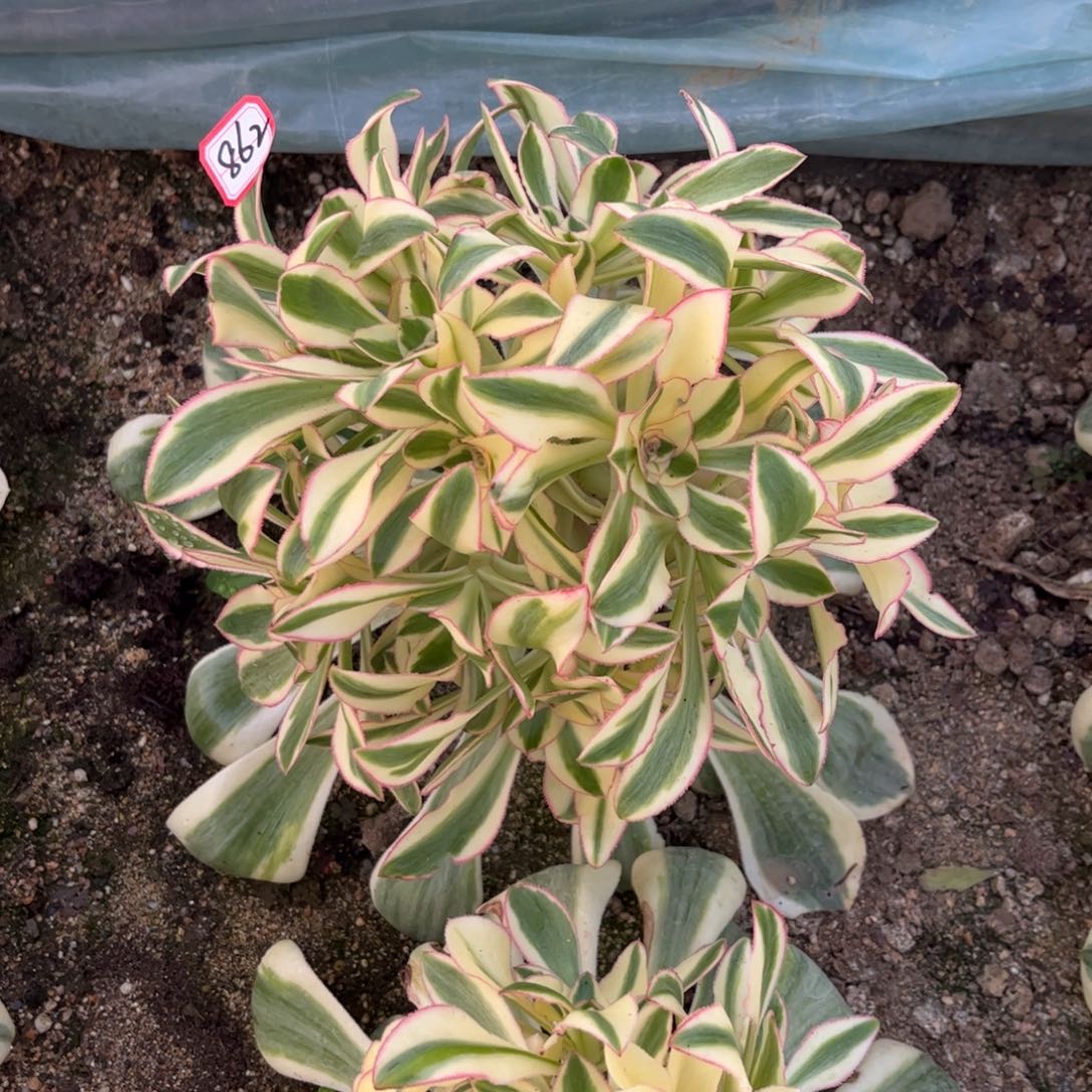 862多肉植物艳姿锦