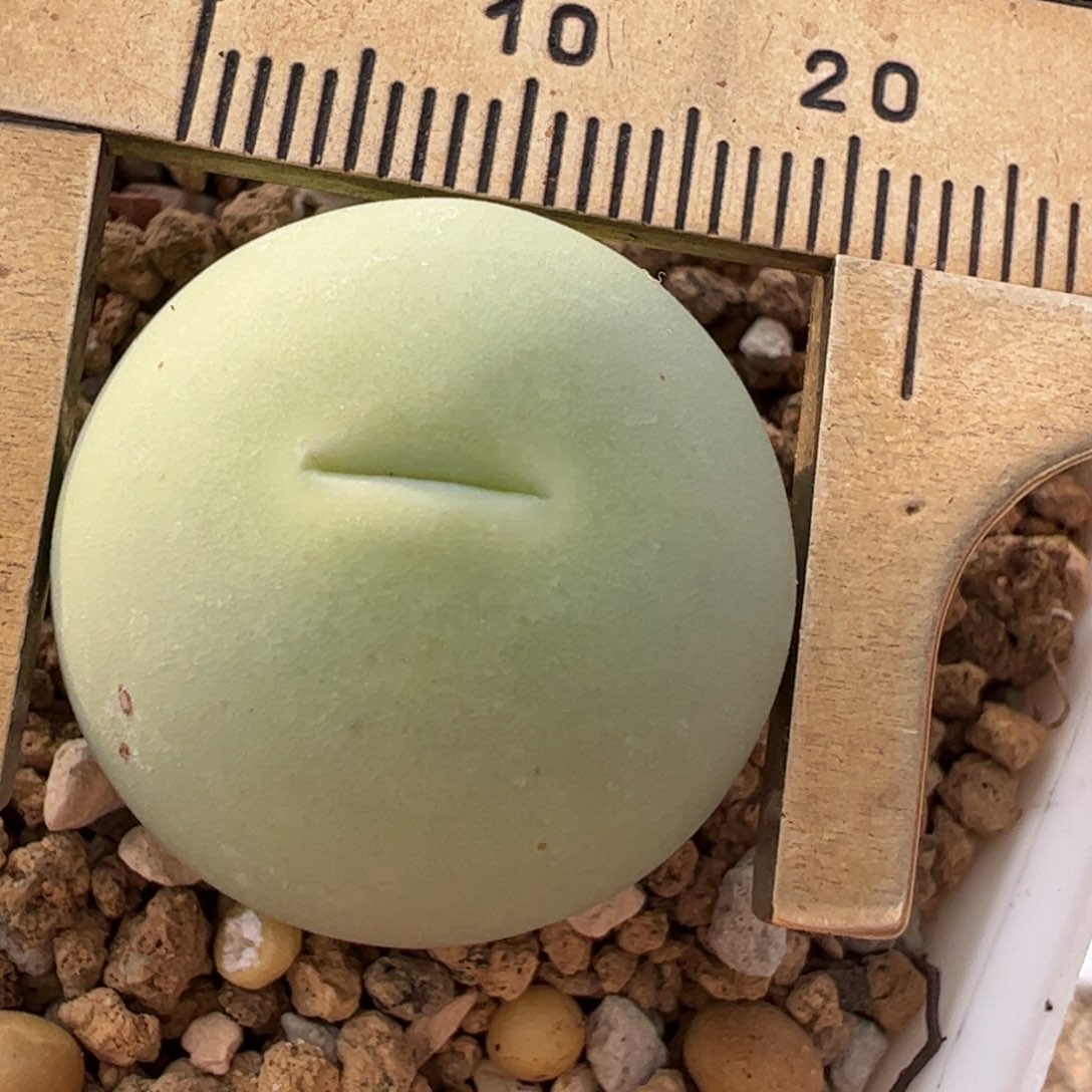 2.2厘米鸽子蛋母本带盆多肉